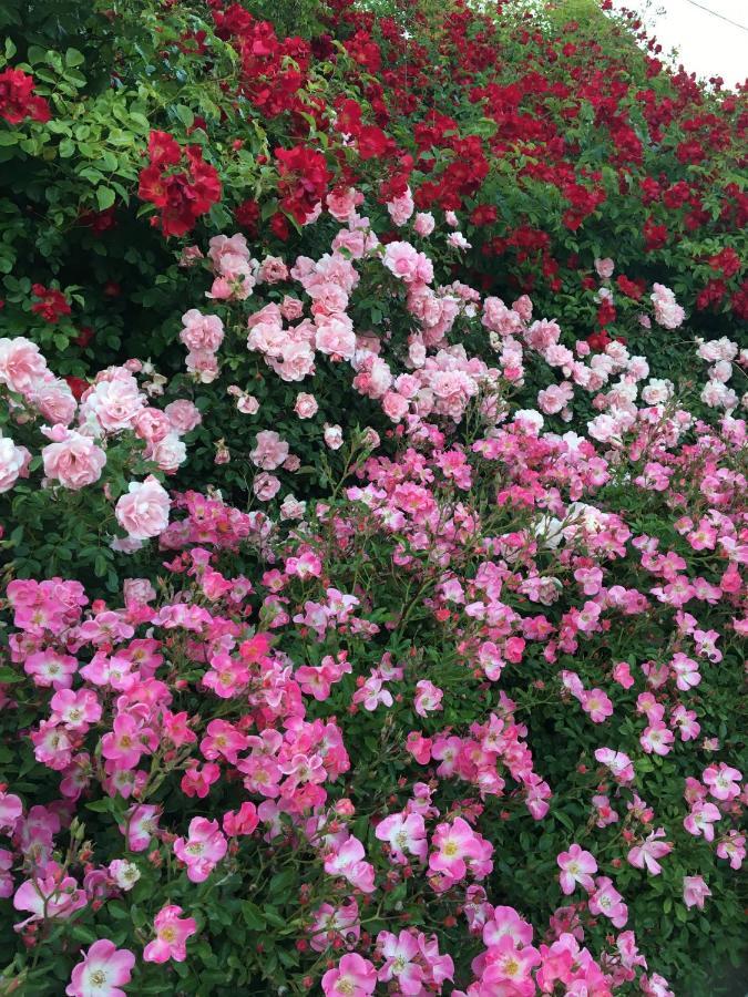 GunstettAu Parfum Des Roses公寓 外观 照片